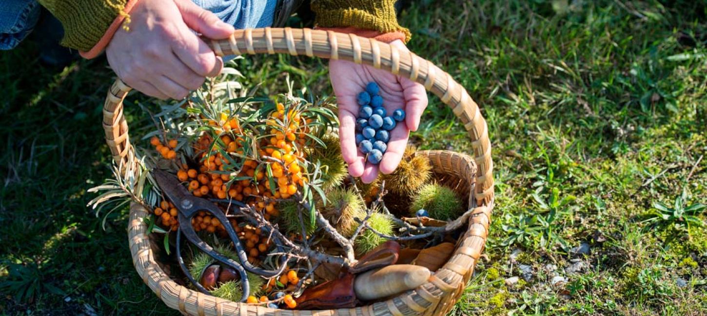 Frugtkurv med lokale råvarer