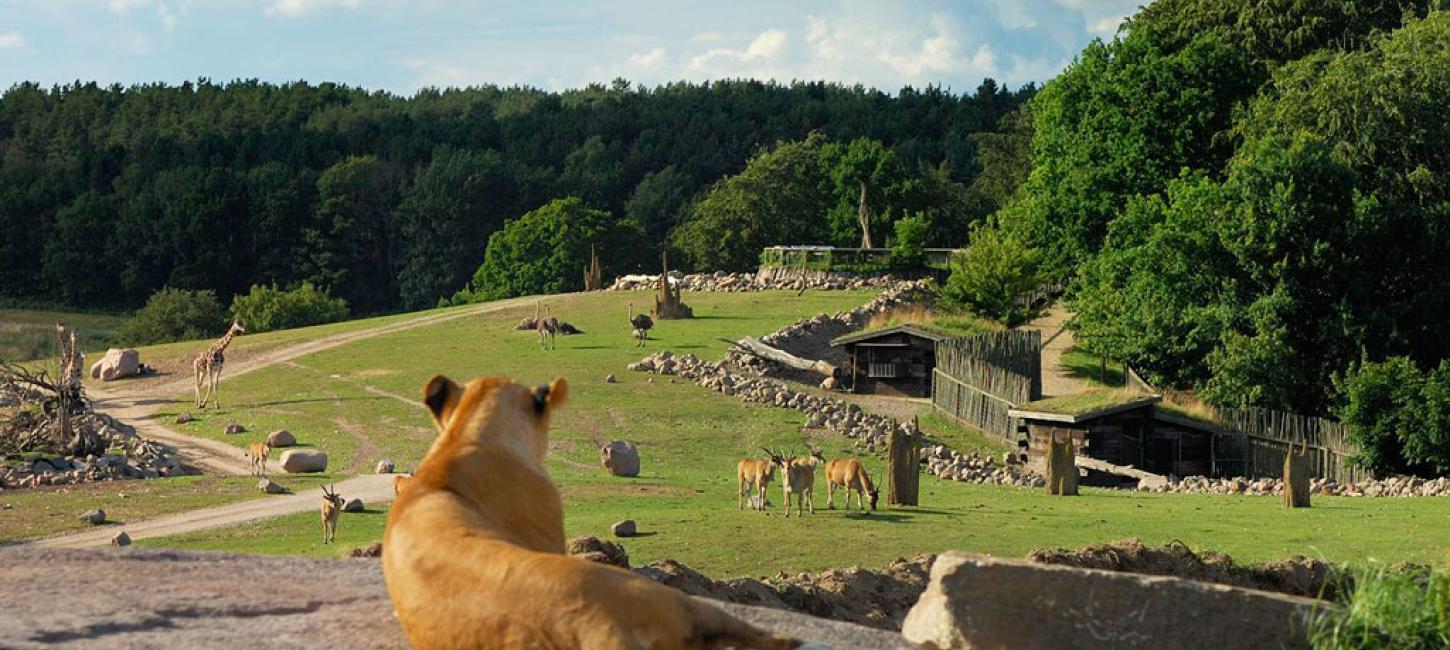 Løvens overblik i Ree Park på Djursland