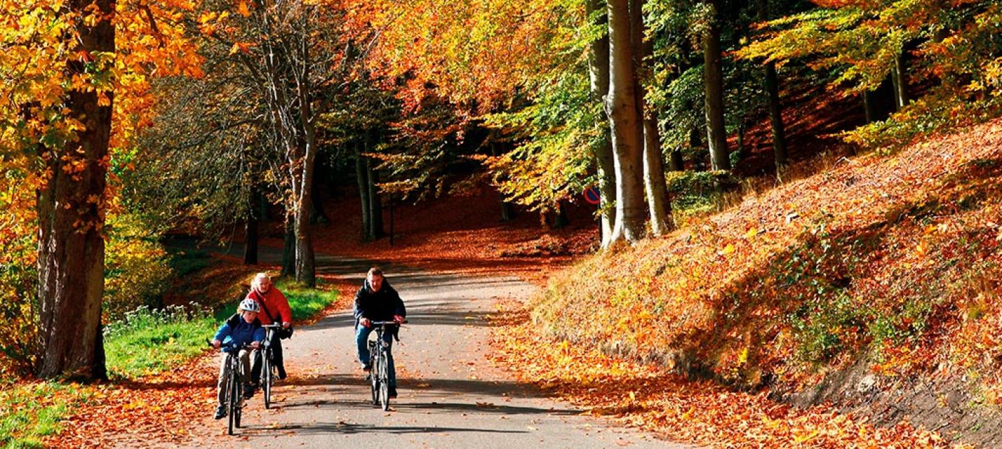 Famiilie på cykeltur i Silkeborgskovene en efterårsdag
