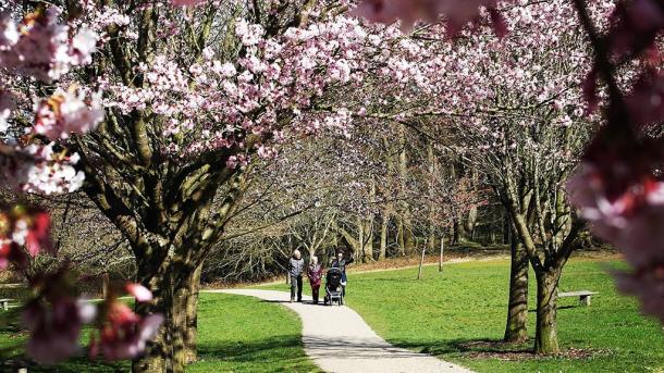 Japanske kirsebærtræer i Marselisborg Mindepark