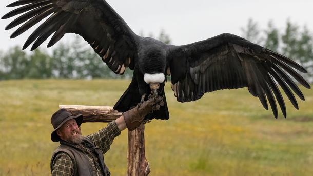 Silkeborg Ørnereservat, Rovfugleshow og Bisonfarm