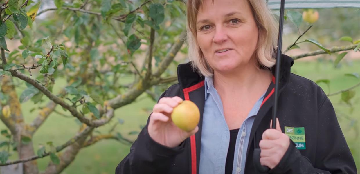 Æblesæson fortalt af Bettina Buhl fra det Grønne Museum