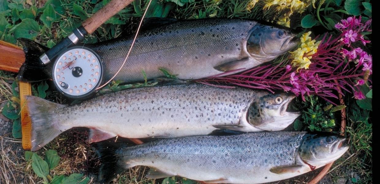 Fisk i Karup Å i Viborg