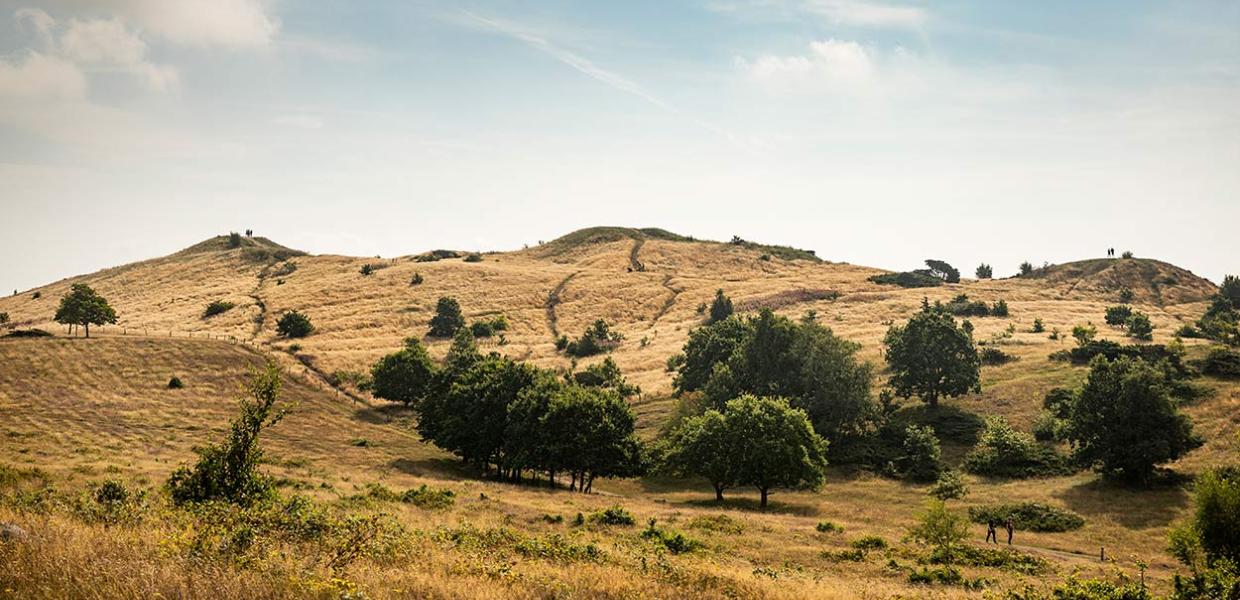 Trehøje i Nationalpark Mols Bjerge på Djursland