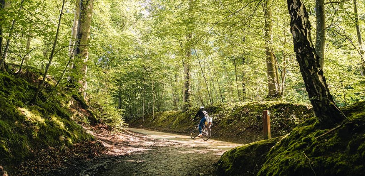 Marselisborg Skov i Aarhus