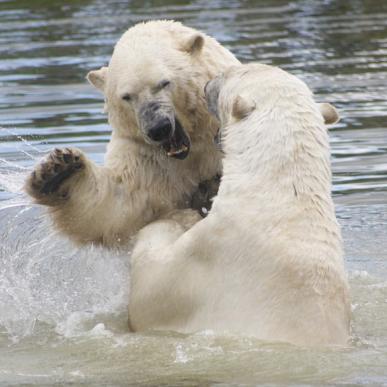 Isbjørne leger i Skandinavisk Dyrepark på Djursland