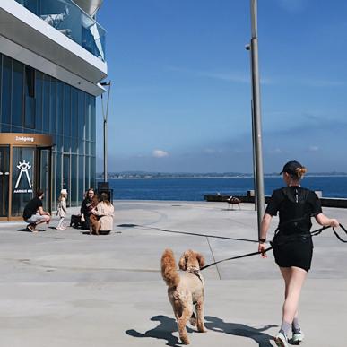 Besøg på Aarhus Øje med hund