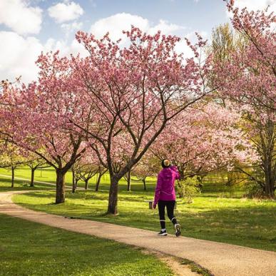Forår og japanske kirsebær i Mindeparken i Aarhus