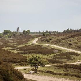 Kongenshus Mindepark ved Viborg