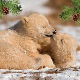 Julehygge for Isbjørneunger i Skandinavisk Dyrepark