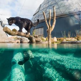 Jaguar i Randers Regnskov