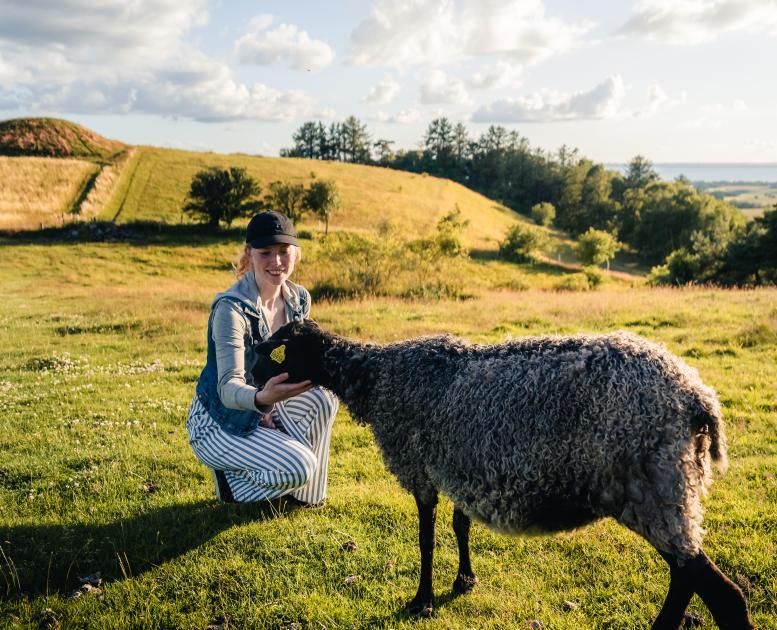 En pige ser et får på en mark i Mols Bjerge på Djursland